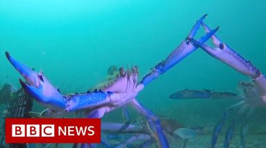 ‘Manic’ crabs captured on underwater camera captivate Australians - BBC News