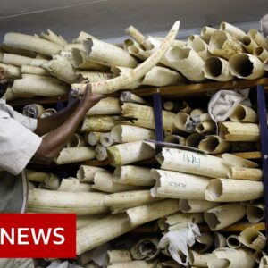 Zimbabwe seeks EU support in sale of ivory stockpile - BBC News