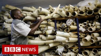 Zimbabwe seeks EU support in sale of ivory stockpile - BBC News