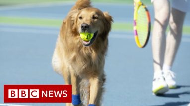 Tennis club tries to train dogs to be tennis 'ball boys' for Wimbledon - BBC News