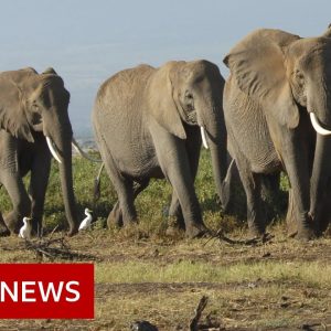 Climate change 'killing elephants', says Kenya - BBC News