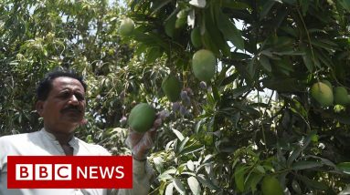 How climate change is affecting Pakistan's mango production - BBC News