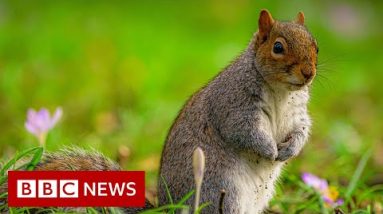 Squirrels given contraception to limit birth rate  - BBC News