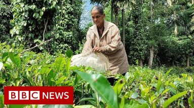 Sri Lanka's economic crisis leaves tea farmers struggling - BBC News