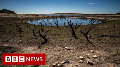 Europe heatwave: France and Germany deal with aftermath of extreme heat - BBC News