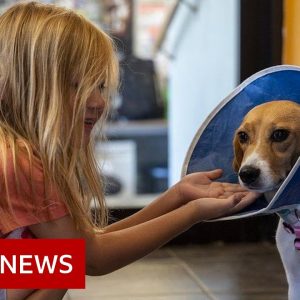 Homes needed for 4,000 beagles rescued from US breeder - BBC News