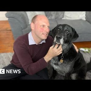 Sammy the guide dog takes final walk before retiring – BBC News