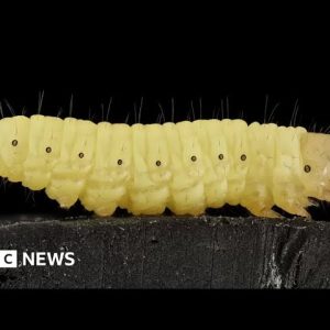 'Humble' worm saliva can break down tough plastic – BBC News