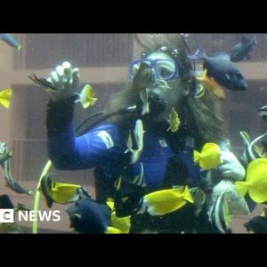 Giant Berlin hotel aquarium with 1,500 fish explodes - BBC News