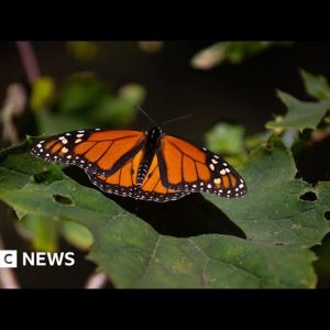 How the endangered monarch butterfly could be making a comeback in Mexico – BBC News