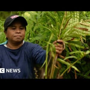 Sierra Madre: Fighting to save what's left of a vital rainforest in the Philippines – BBC News