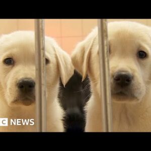 What does it take to raise a guide dog puppy? - BBC News