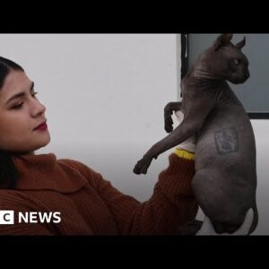 Cat covered in cartel gang tattoos discovered in Mexican prison after riot - BBC News