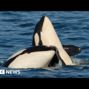 Orca mothers make 'lifelong sacrifice' for sons - BBC News