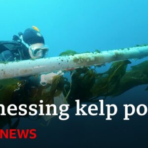 Could giant kelp power our planes? - BBC News
