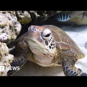 Historic oceans treaty agreed at United Nations after decades of talks – BBC News