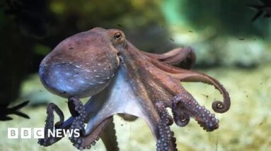 World's first octopus farm proposals alarm scientists – BBC News