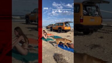 A woman was attacked by a dingo at a beach in Australia. #Shorts #Dingo #Australia #BBCNews
