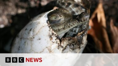 Crocodile makes herself pregnant in Costa Rica zoo - BBC News