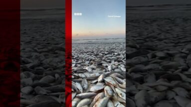 Thousands of dead fish have washed up along the Gulf Coast in Texas. #Shorts #Texas #BBCNews