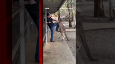 Tourist fights off feisty kangaroo in Australia. #Shorts #Australia #Kangaroo #AnimalPark #BBCNews