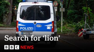 Berlin search continues for suspected lion – BBC News