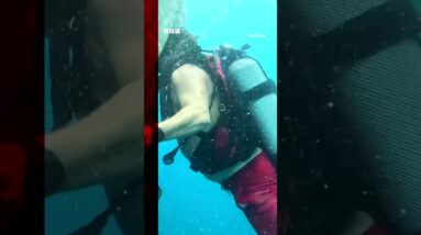 This is the moment divers freed trapped whale sharks in Indonesia. #WhaleSharks #Shorts #BBCNews