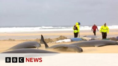 Mass stranding leaves entire pod of 55 pilot whales dead - BBC News