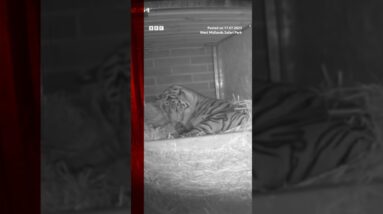 This new Sumatran tiger cub is a "milestone" for conservation efforts. #Tiger #Shorts #BBCNews