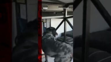 Elio the police dog helped to sniff out €1m hidden cash in Italy. #Italy #BBCNews #Shorts