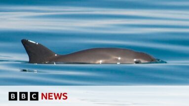 Extinction alert issued over endangered vaquita porpoise - BBC News