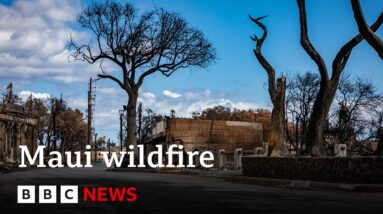 Hawaii wildfire: Maui emergency chief quits after sirens criticism - BBC News