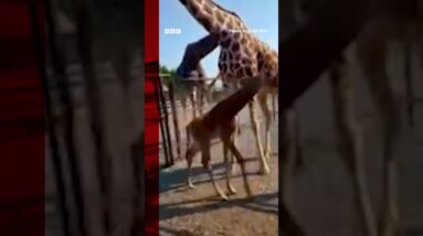A rare baby giraffe which has no spots has been born in Tennessee. #US #Shorts #BBCNews