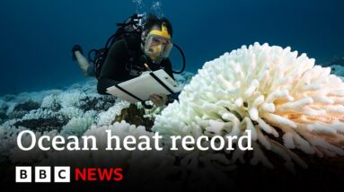 Oceans record hottest ever recorded temperature - BBC News