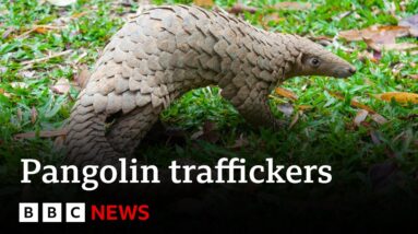 'Top' pangolin traffickers caught by undercover sting operation - BBC News