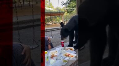 A black bear crashed a picnic in Mexico, eating visitors' enchiladas and tacos #BBCNews
