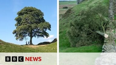 Sycamore Gap: Boy, 16, arrested after Hadrian's Wall tree felled - BBC News