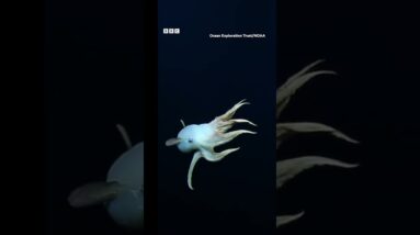 Rare ‘Dumbo’ octopus filmed on live stream in north Pacific Ocean. #Shorts #Octopus #BBCNews