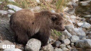 Fat Bear Week due to crown a new winner in Alaska - BBC News