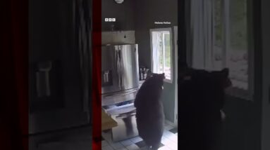 Bear caught stealing frozen lasagne from Connecticut home. #Shorts #Bears #BBCNews