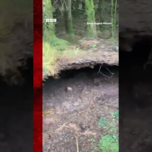 Winds lifted the forest floor as Storm Babet travelled across Scotland. #StormBabet #Shorts #BBCNews