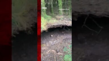 Winds lifted the forest floor as Storm Babet travelled across Scotland. #StormBabet #Shorts #BBCNews