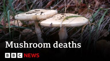 Australia mushroom deaths: Woman charged with murder - BBC News