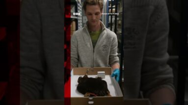 Scientists filmed the 'lost echidna', which was feared to be extinct. #Shorts #Echidna #BBCNews