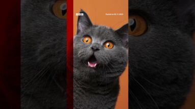 Have you ever wondered what your cat's face is trying to tell you? #Cats #Shorts #BBCNews