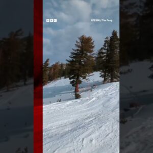 A skier just missed hitting a bear on the slopes of Lake Tahoe, California. #Shorts #BBCNews