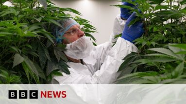 Netherlands trials legally cultivating cannabis for first time | BBC News