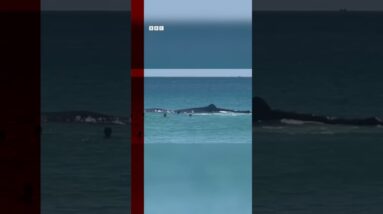 Australian swimmers approach whale "dangerously close" to shore. #Shorts #Whale #Australia #BBCNews