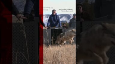Moment grey wolves reintroduced into Colorado's Rocky Mountains. #Shorts #Wolves #Colorado #BBCNews