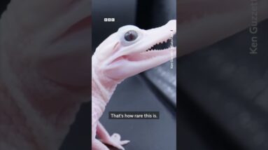 White baby alligator born in the US. #Shorts #Alligator #BBCNews